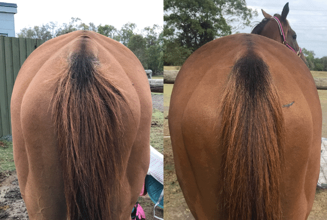 3 Week OTTB Transformation