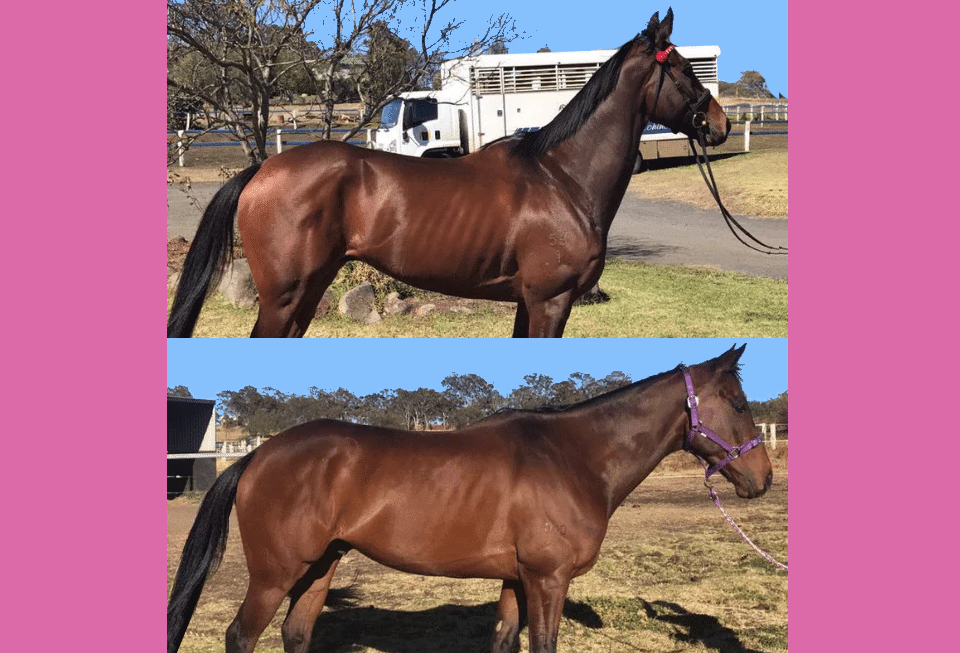Does your OTTB lack muscle? Take your thoroughbred's Topline to the next level