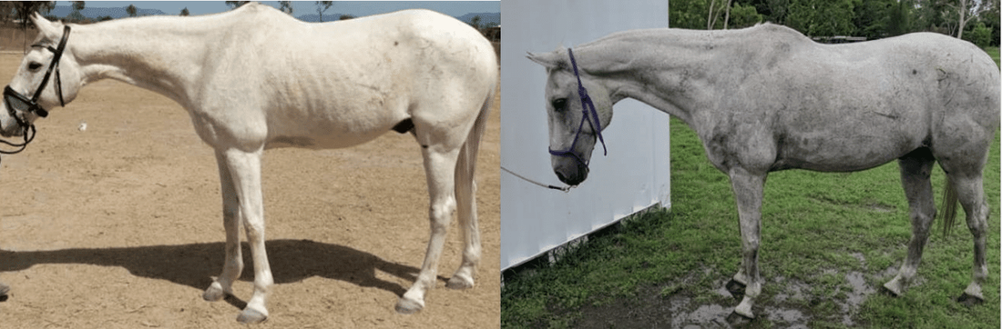 6 Weeks transformation to more topline & muscle